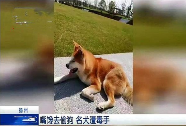 宠主请注意这几类狗狗最容易被偷看看你家狗狗符合特征吗