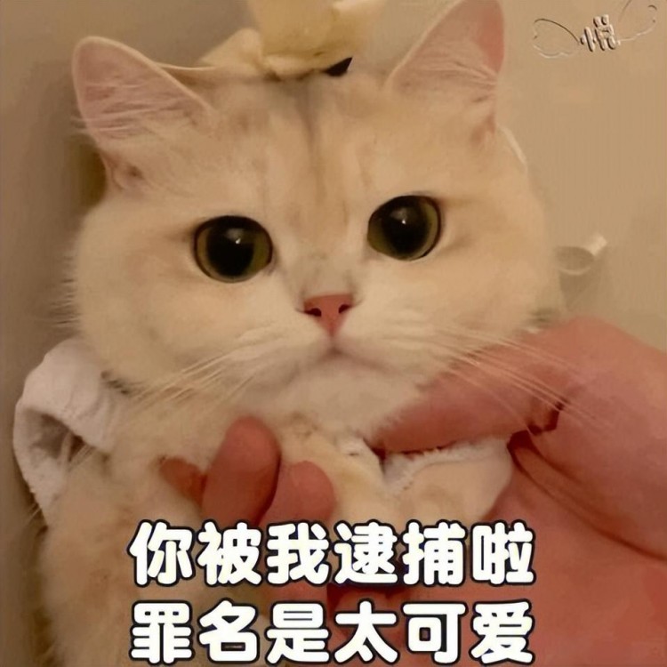 猫咪这几个部位要多摸摸它会更爱你！