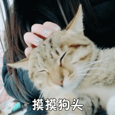 猫咪这几个部位要多摸摸它会更爱你！