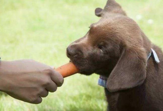 想让狗狗身体更健康多给它吃这6种食物不要天天给它吃狗粮