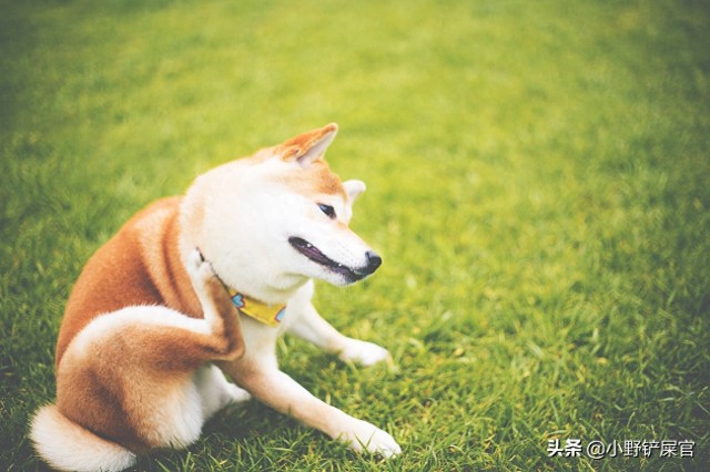 柴犬和秋田犬长的太像了其实从体型就能看出来了