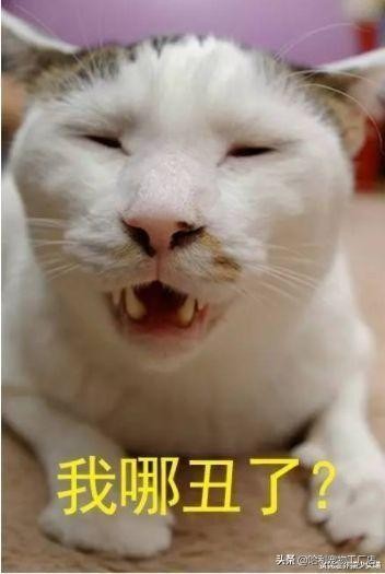 奶猫还有颜值下限？当然，有趣的颜色完全取决于运气