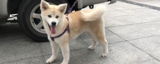 禁止养秋田犬